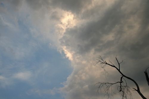 Dead Tree In Clouded Sky