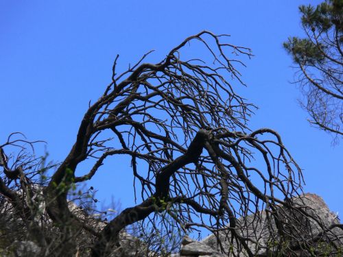 Dead Tree On Mountain Top