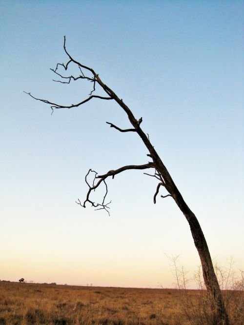Dead Tree Overhang