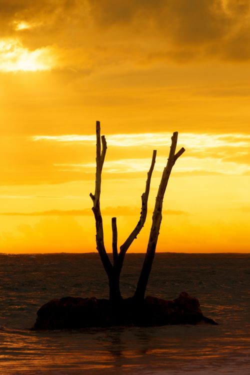 Dead Tree Silhouette At Sunset