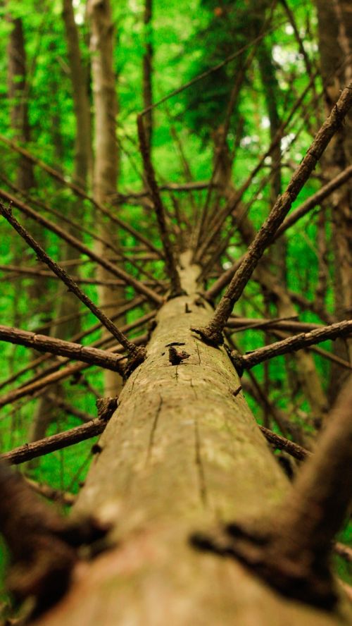 dead tree trunk forest nature