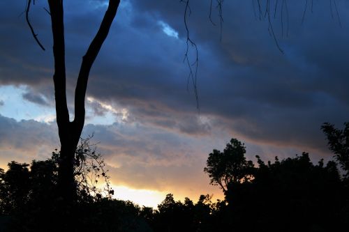 Dead Tree With Sunset