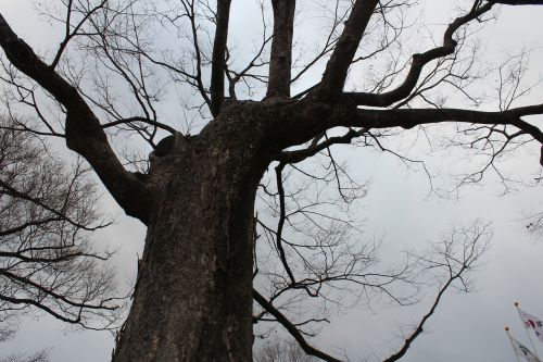 dead tree wood wood winter tree