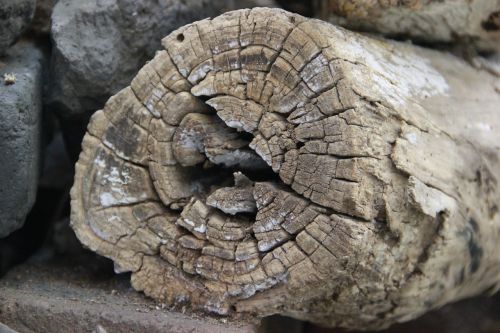 dead wood trunk ring