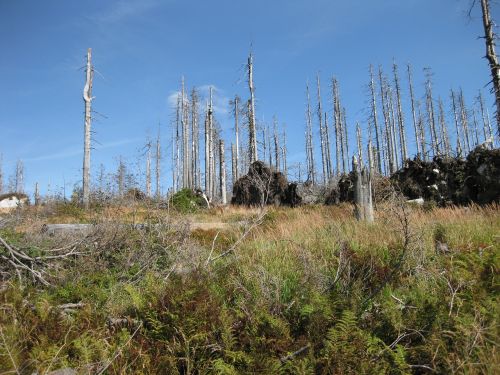 dead wood dying tree forest