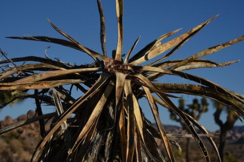 Dead Yucca Plant