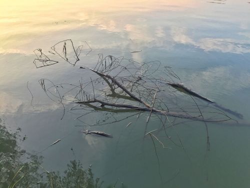 deadwood water reflection