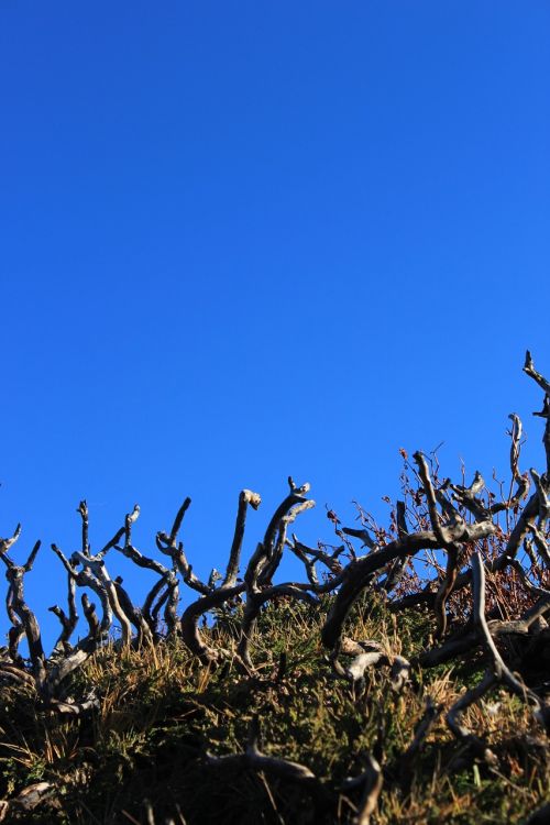 deadwood dwarf tree blue sky