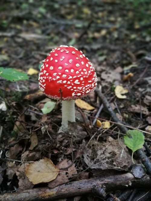 death-cup  mushroom  autumn