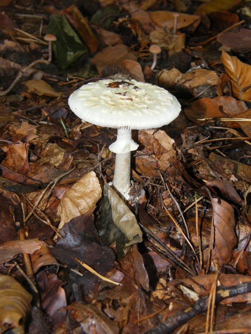 death head mushrooms forest