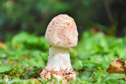 death head mushroom disc fungus