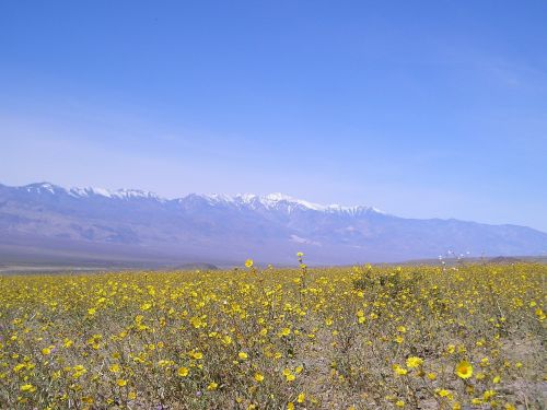 death valley california floral