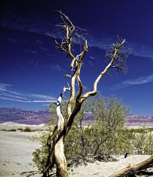death valley outdoor tree