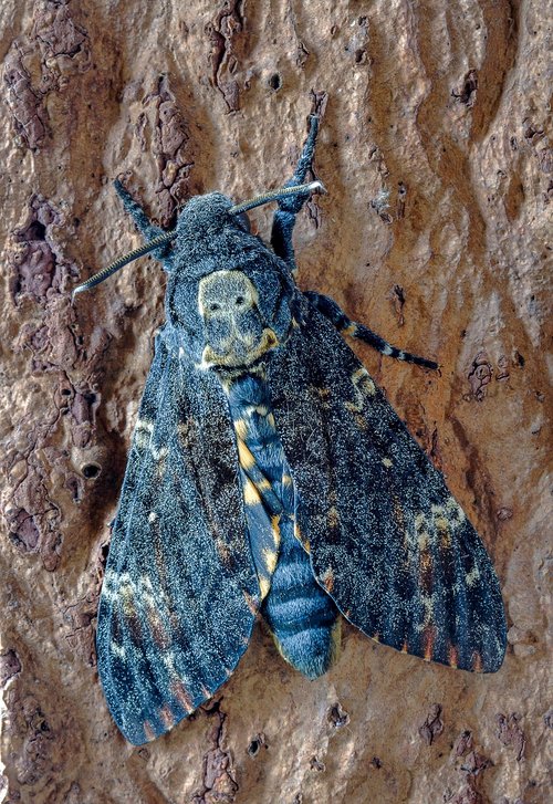 deaths head hawk-moth  wings  skull