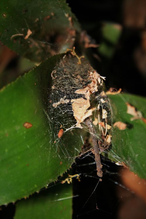 Debris Caught In Spider Web