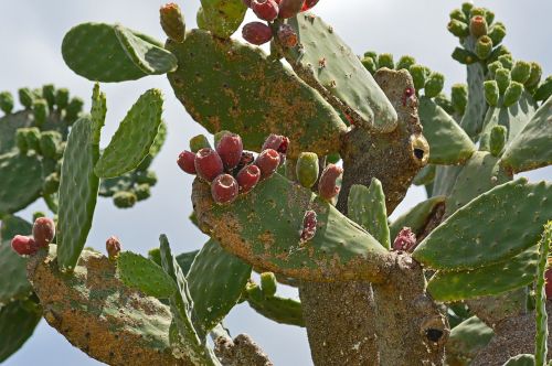 decay cactus green