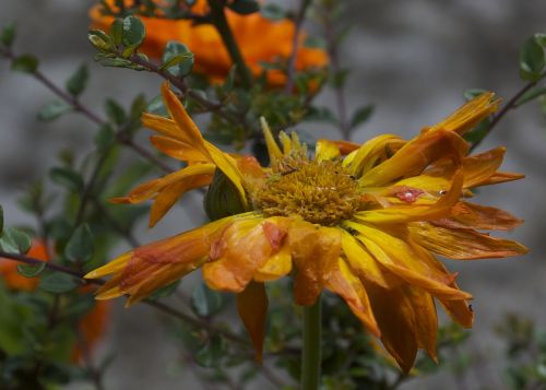 decay marigold flower