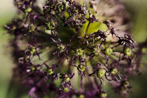 decay flower nature