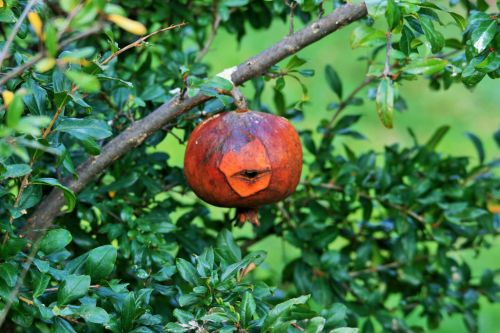 Decaying Pomegranate