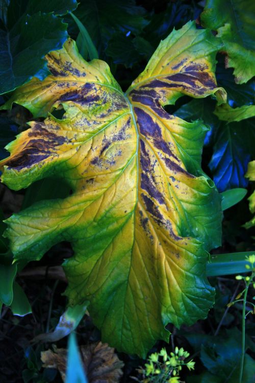 Decaying Wild Rhubarb Leaf