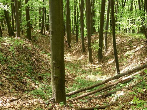 deciduous forest spring