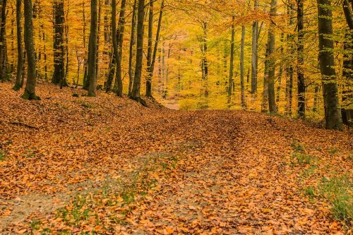 deciduous forest beech wood trees