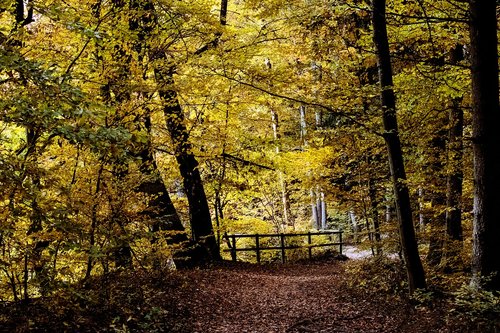 deciduous forest  forest  autumn