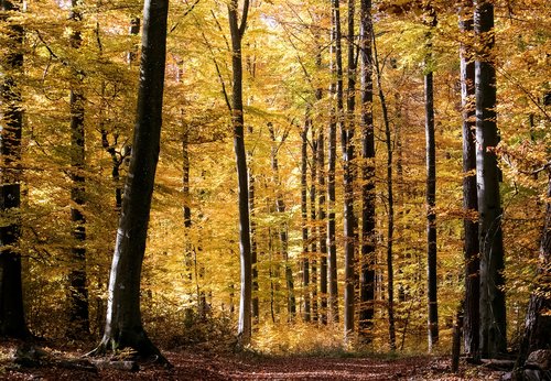 deciduous forest  autumn  fall color