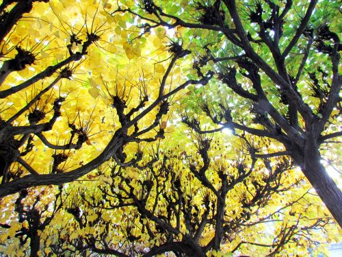 deciduous forest yellow autumn