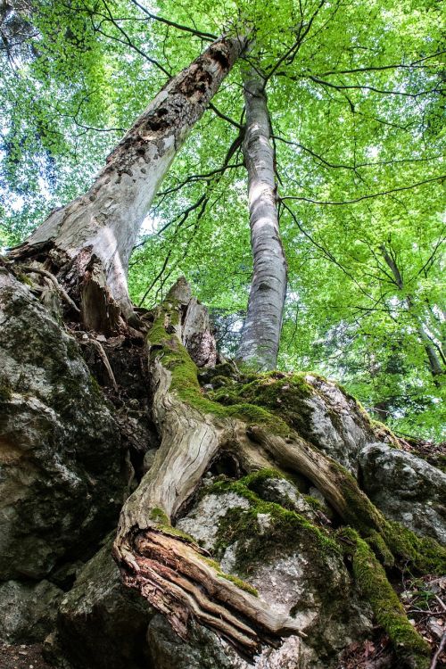 deciduous forest trees decay