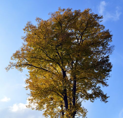 deciduous tree leaves color