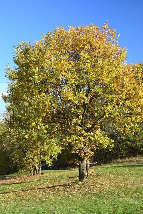deciduous tree autumn innermost