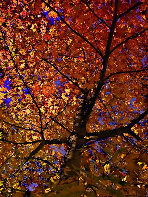 deciduous tree golden autumn golden october