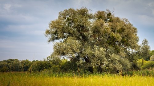 deciduous tree  eriskircher ried  lake constance