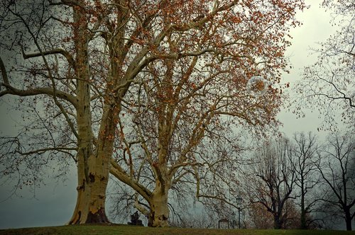 deciduous tree  poplar  tree