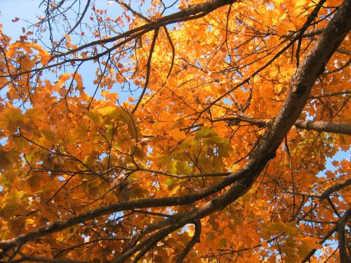 deciduous tree golden autumn golden october