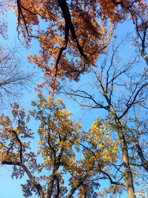 deciduous trees fall foliage autumn trees