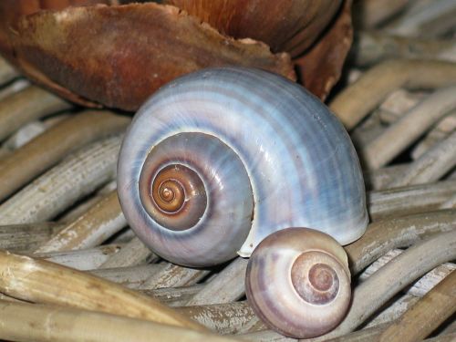 deco shell snail