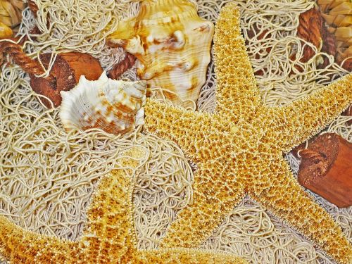 deco starfish fishing net