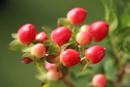 decor  flower  nature