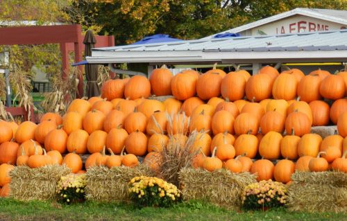 Autumn Decoration (1)