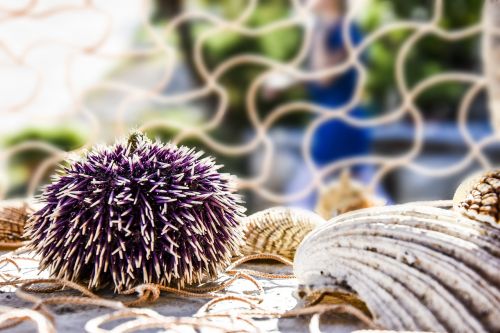 decoration decoration sea urchin