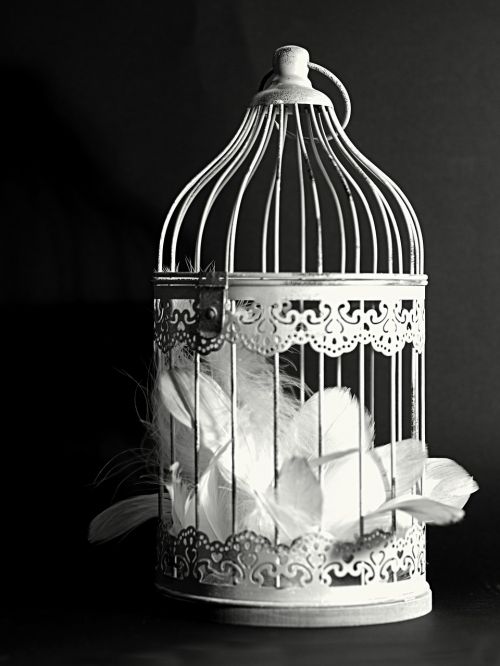 decoration cage feather