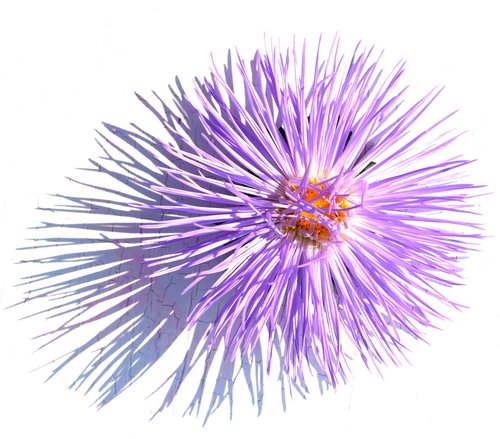 decoration  flower  purple