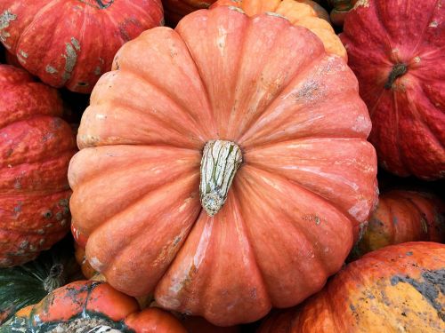 decorative pumpkin harvest