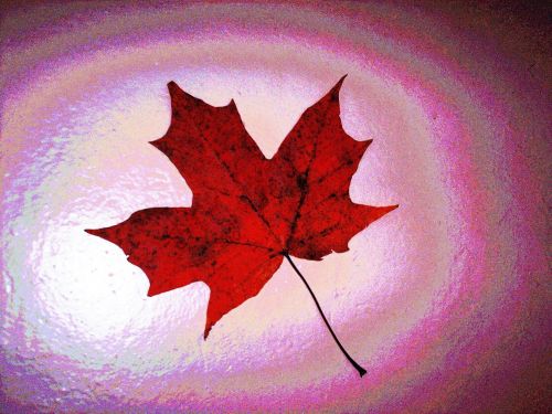 Decorative Autumn Leaf