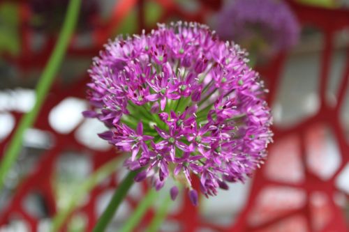 decorative garlic plant nature