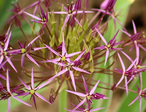 decorative garlic  flowering  purple flowers