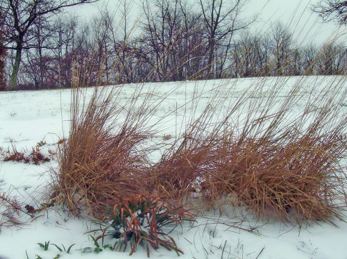 Decorative Grass In Snow