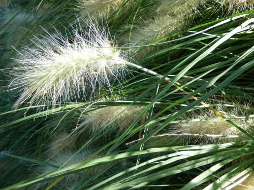 decorative grasses plant nature